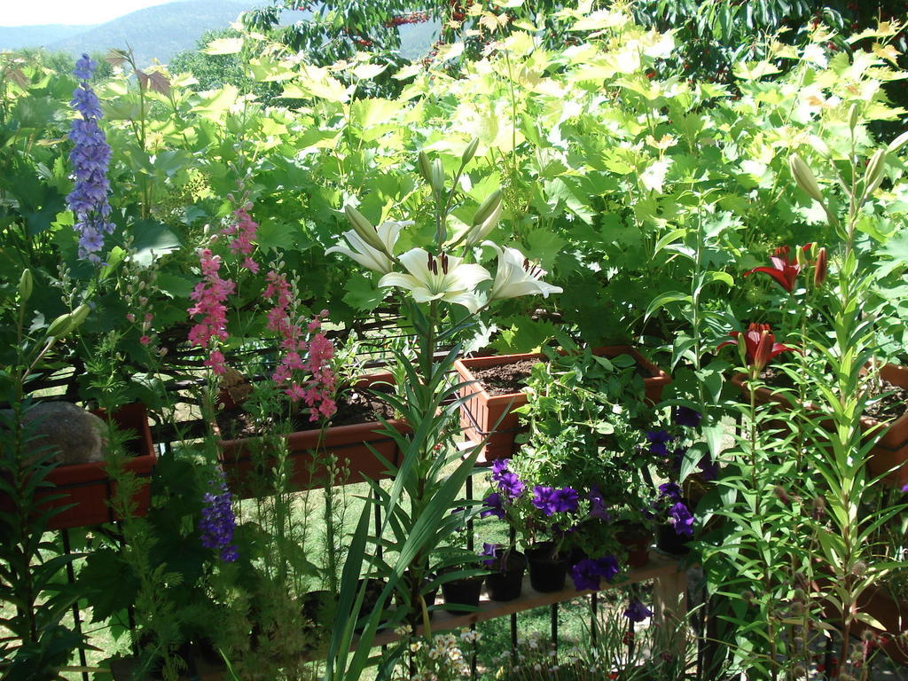 Abruzzo Segreto Bed & Breakfast Navelli Eksteriør bilde